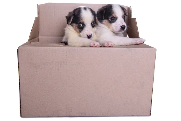 Cachorros mestizo en caja —  Fotos de Stock