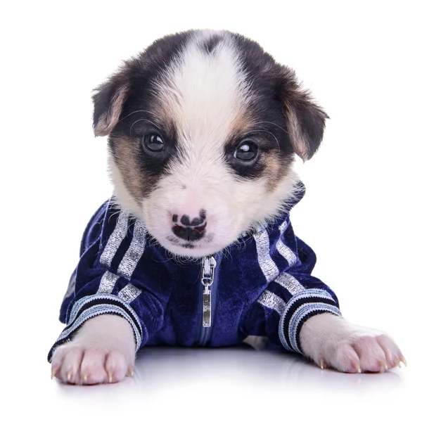 Abbigliamento cucciolo mestizo isolato — Foto Stock