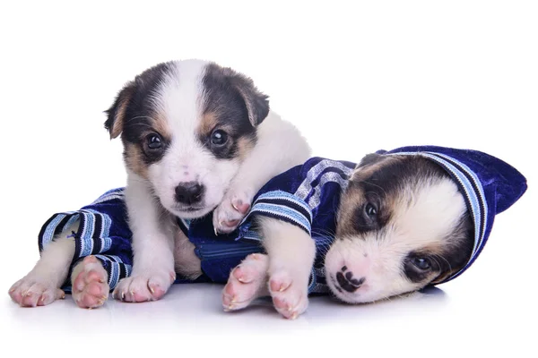 Clothing puppies mestizo resting — Stock Photo, Image