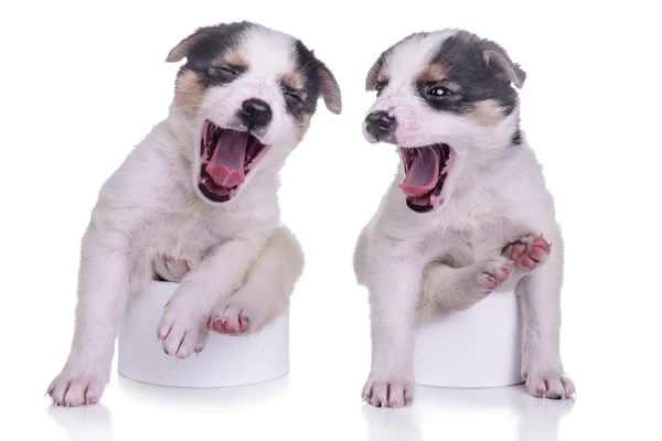 Puppies sitting on the pots — Stock Photo, Image