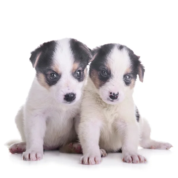 Twee puppies mestizo — Stockfoto