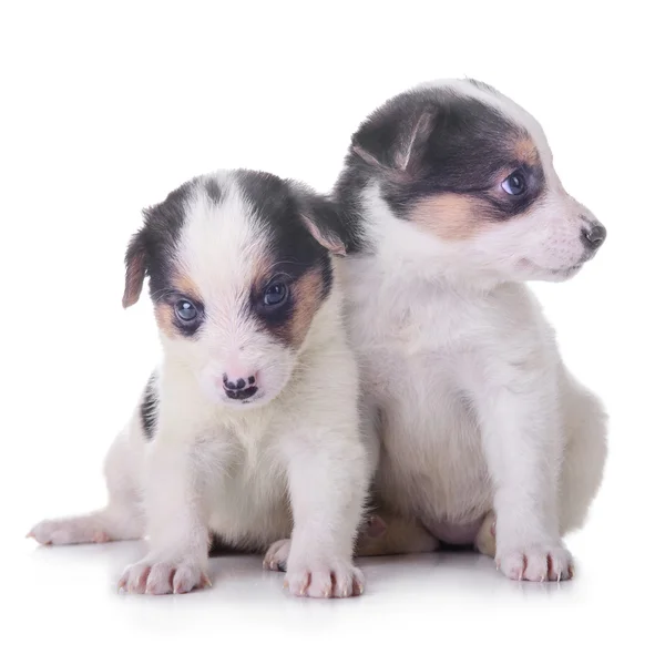 两个小狗混血 — 图库照片