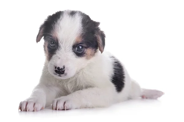 Kleine pup kruising — Stockfoto