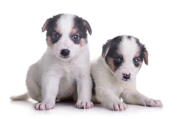 Два щенки Метиси — стокове фото