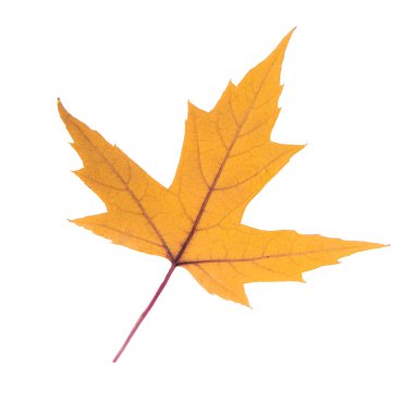 Sarı akçaağaç yaprağı