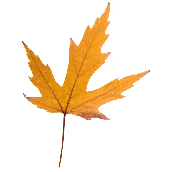 Yellow maple leaf — Stock Photo, Image