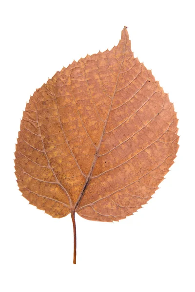 Gula löv som hösten symbol — Stockfoto