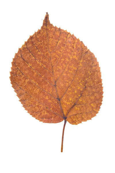 Hoja amarilla como símbolo de otoño — Foto de Stock