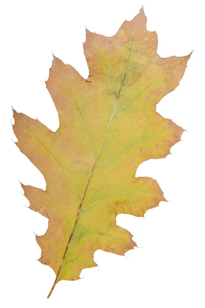 Hoja de roble como símbolo de otoño — Foto de Stock