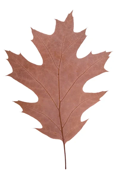 Дубовый лист как символ осени — стоковое фото