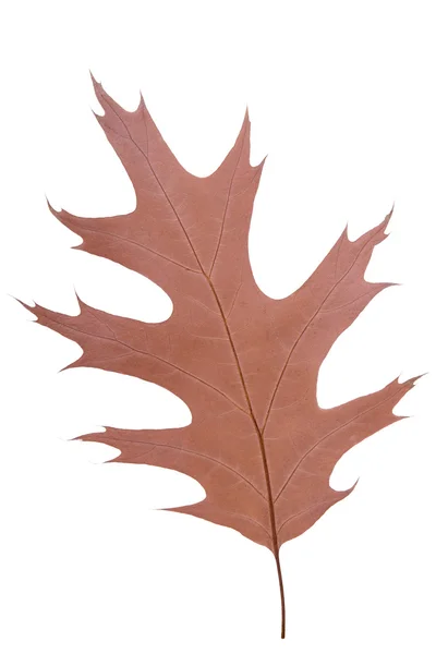 Oak leaf as autumn symbol — Stock Photo, Image