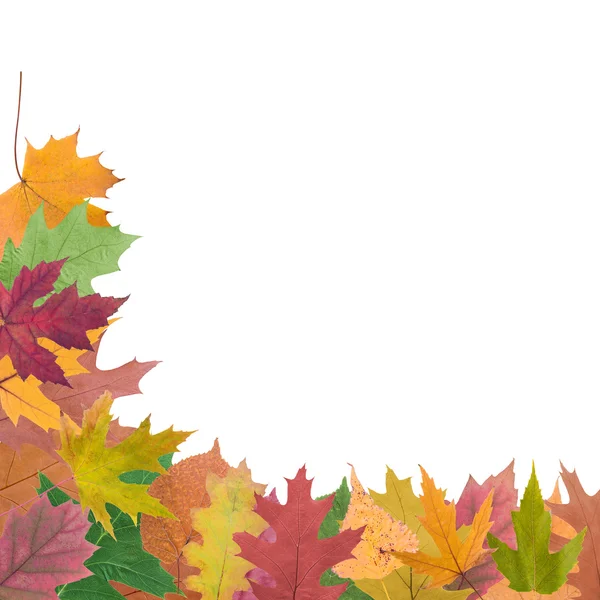 Verzameling van herfstbladeren — Stockfoto