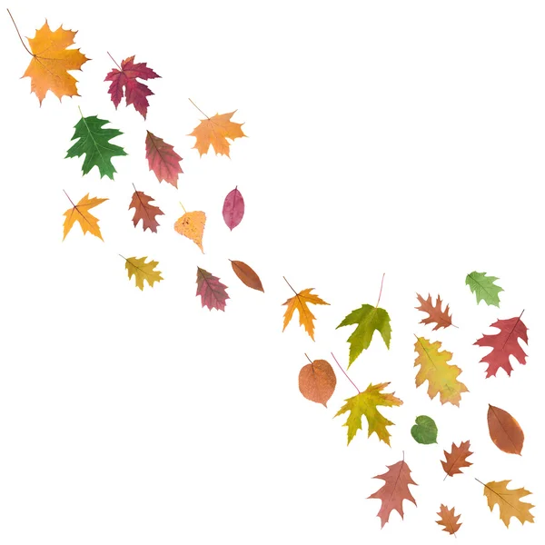 Collection of  autumn leaves — Stock Photo, Image