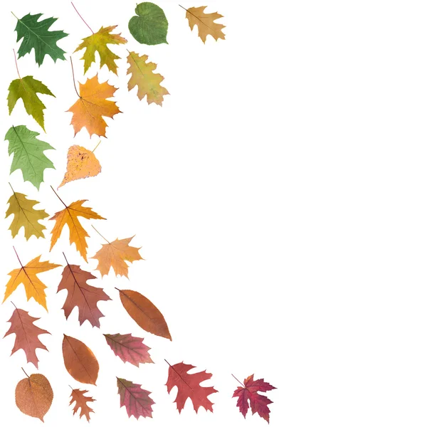 Verzameling van herfstbladeren — Stockfoto