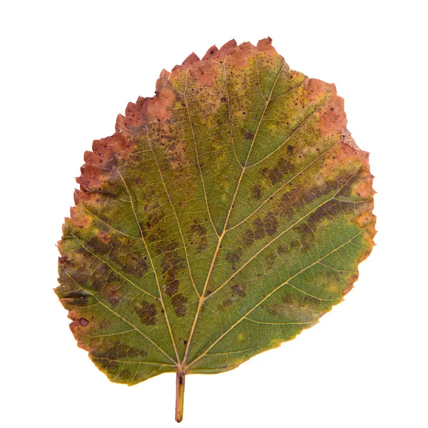 Grön-gul blad som hösten symbol — Stockfoto