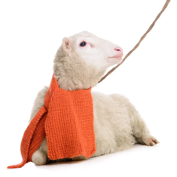 Sheep in Christmas scarf — Stock Photo, Image
