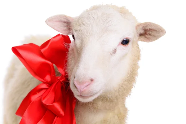 Sheep with Christmas bow — Stock Photo, Image