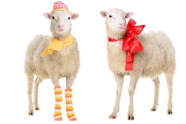 Δύο πρόβατα σε Χριστούγεννα ρούχα — Φωτογραφία Αρχείου