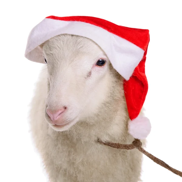 クリスマス帽子の羊 — ストック写真