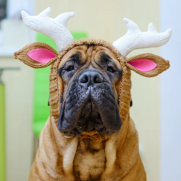 Bullmastiff cane in cappello — Foto Stock