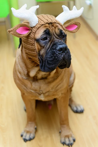 Bullmastiff chien en chapeau — Photo