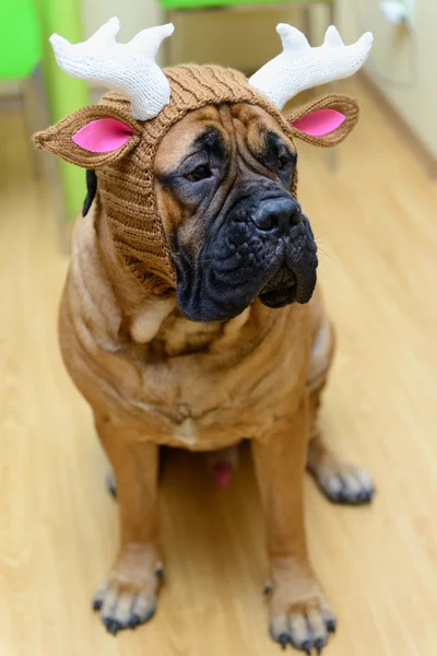 Bullmastiff psa w kapeluszu — Zdjęcie stockowe