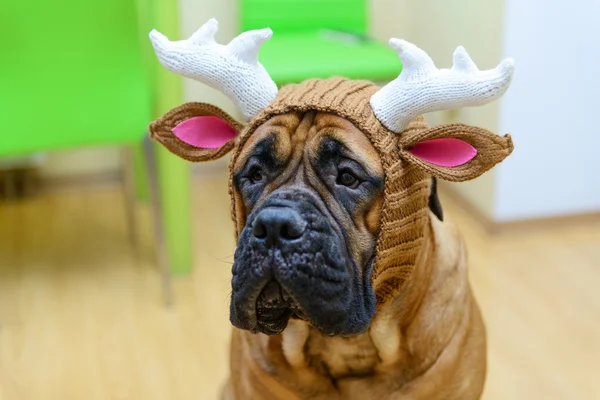 Bullmastiff psa w kapeluszu — Zdjęcie stockowe