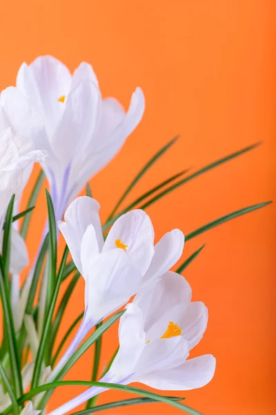 Jarní květiny zavřít — Stock fotografie