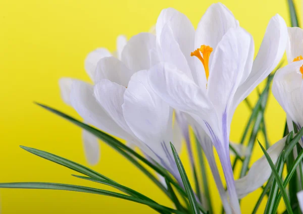 Flores de primavera fechar — Fotografia de Stock