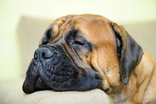Pes leží a odpočívá — Stock fotografie