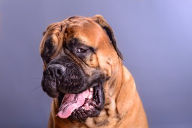 bullmastiff köpek portre