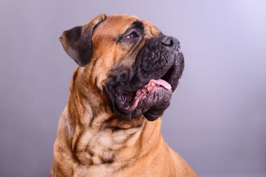 bullmastiff köpek portre