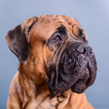 bullmastiff köpek portre