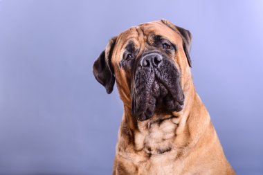 bullmastiff köpek portre