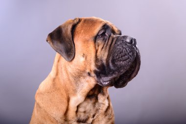 bullmastiff dog portrait clipart
