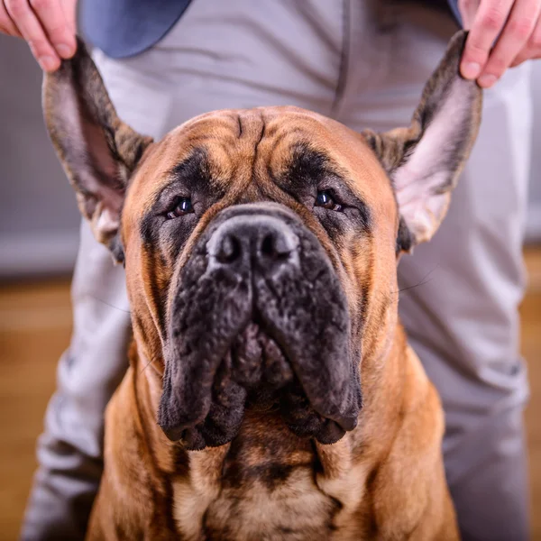 Bullmastiff portrait de chien — Photo