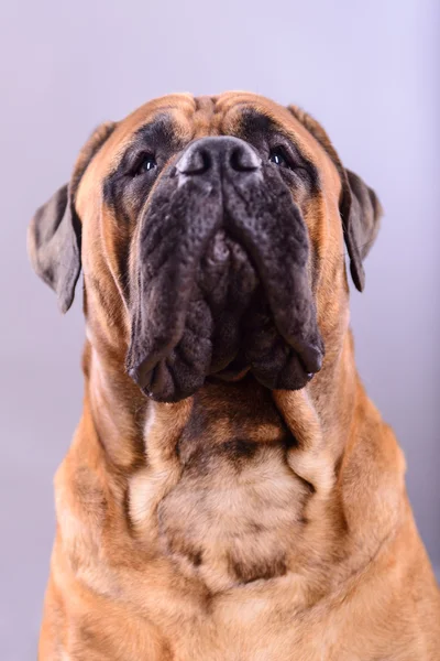 Bullmastif pies portret — Zdjęcie stockowe