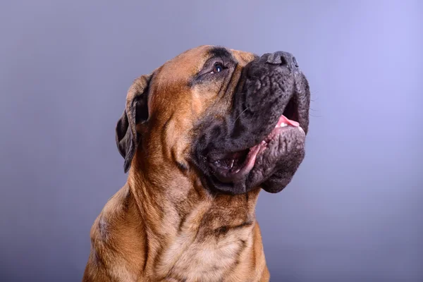 Bullmastiff hond portret — Stockfoto