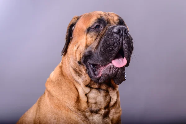 Bullmastiff hund porträtt — Stockfoto