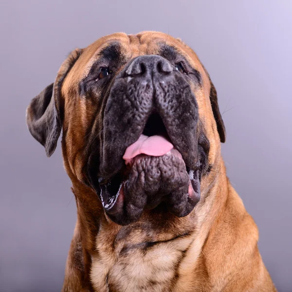 Bullmastiff hund porträtt — Stockfoto