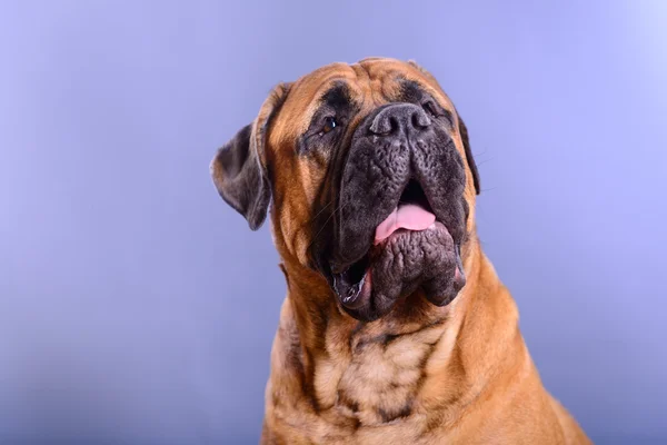 Bullmastif pies portret — Zdjęcie stockowe