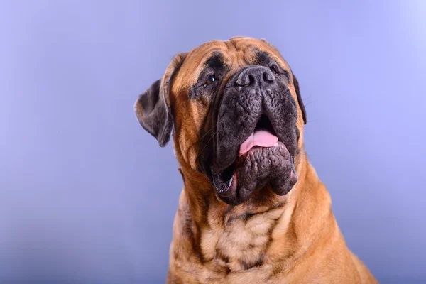 Bullmastiff πορτρέτο σκυλί — Φωτογραφία Αρχείου