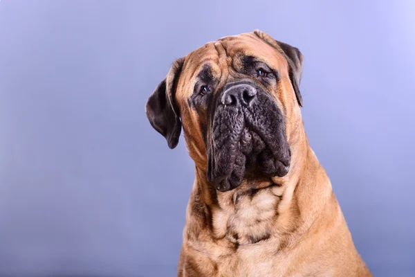 Bullmastiff hund porträtt — Stockfoto