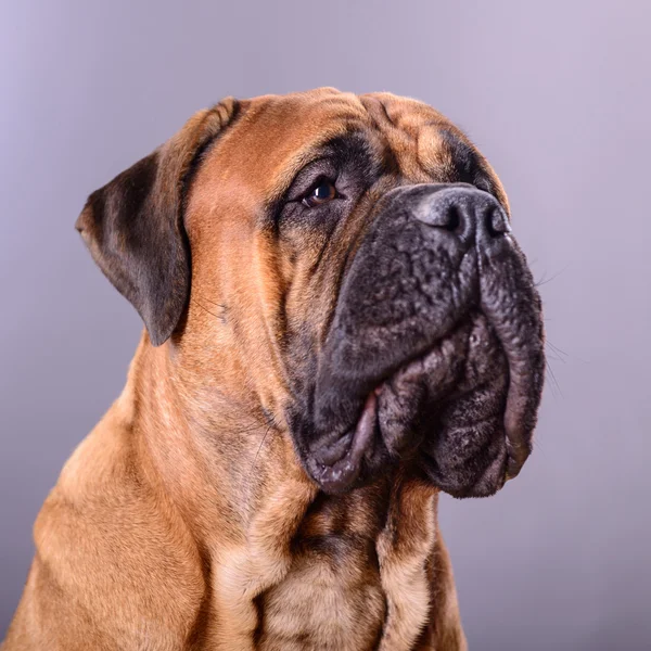 Bullmastiff πορτρέτο σκυλί — Φωτογραφία Αρχείου