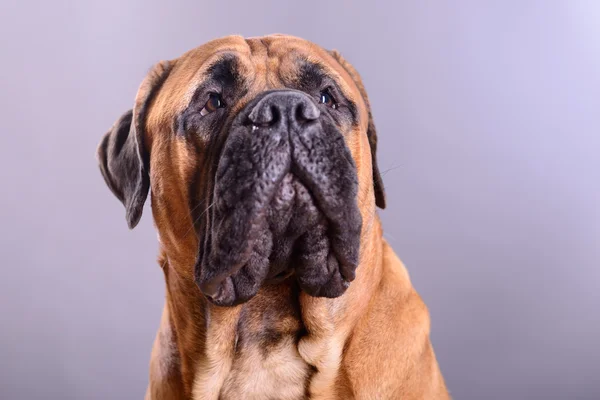 Bullmastiff portrait de chien — Photo