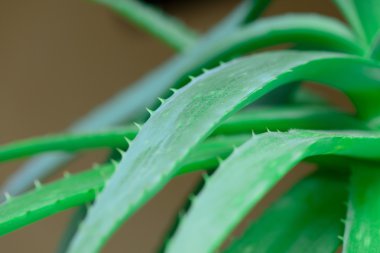 aloe vera yaprağı