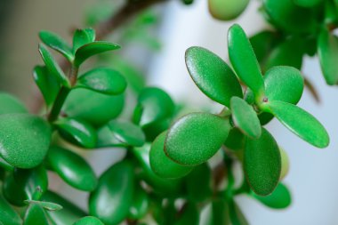 para ağacını yeşim bitkisi