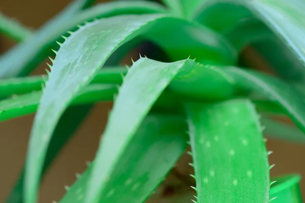 Hojas de aloe vera — Foto de Stock