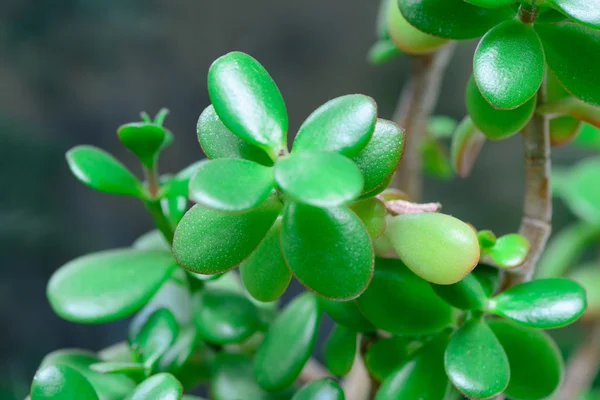 Árbol de dinero Crassula — Foto de Stock