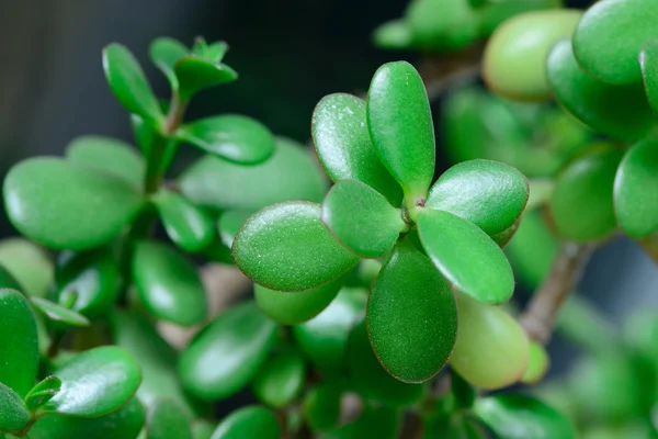 Money tree Crassula — Stock Photo, Image